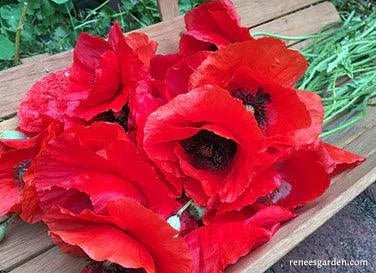 Legion of Honor Heirloom Crimson Poppy Seeds Flower Seeds Renee's Garden and Perennials