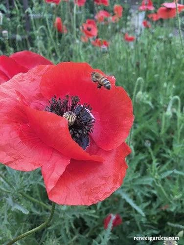 Legion of Honor Heirloom Crimson Poppy Seeds Flower Seeds Renee's Garden and Perennials