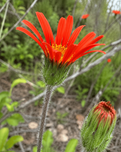 Pseudonoseris glandulosa Curious FLora and Perennials