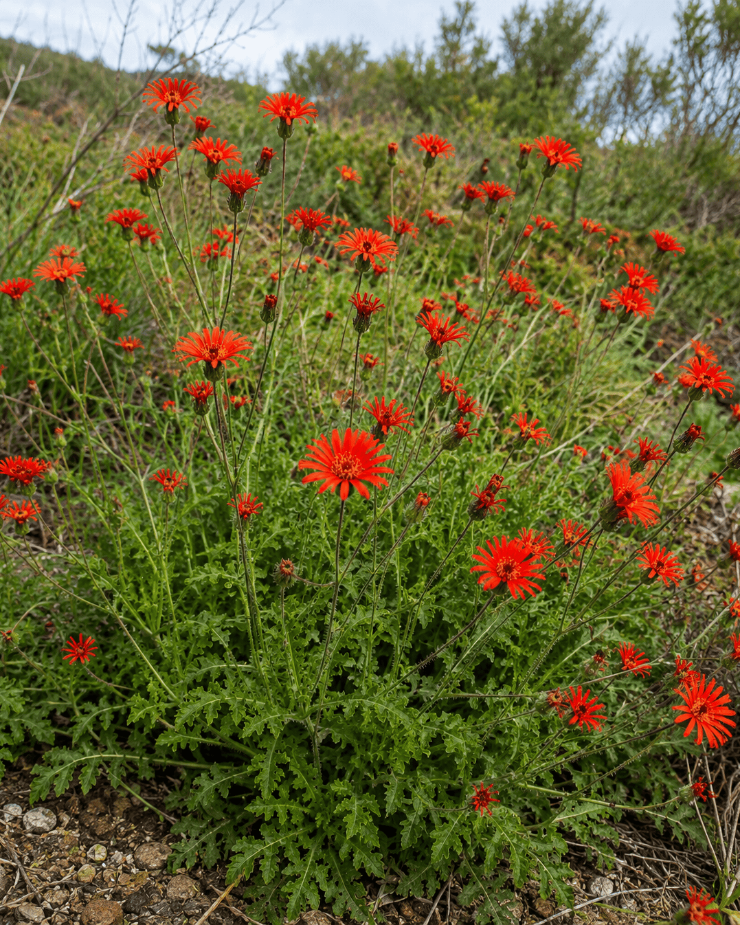 Pseudonoseris glandulosa Annie's Annuals Annie's Annuals and Perennials