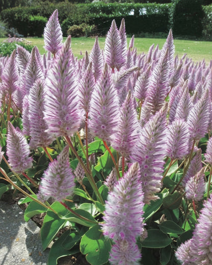 Ptilotus exaltatus 'Joey' | Pink Mulla Mulla | Annie's 