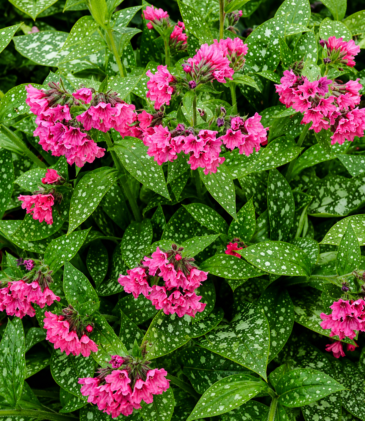 Pulmonaria - Shrimps on the Barbie Annie's Annuals Annie's Annuals and Perennials