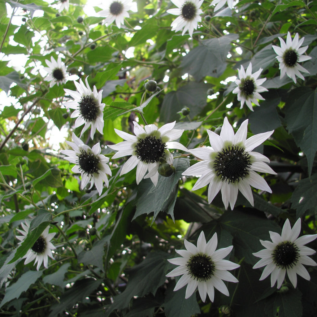 Rojasianthe superba - Giant White Sunflower Tree Annie's Annuals Annie's Annuals and Perennials