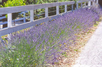 Munstead English Lavender Seeds Flower Seeds Renee's Garden and Perennials