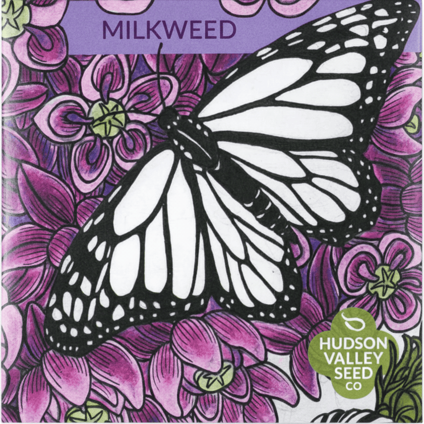 Common Milkweed Seeds for Monarchs Flower Seeds Hudson Valley Seed Company and Perennials