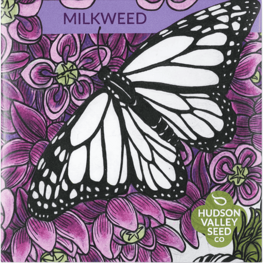 Common Milkweed Seeds for Monarchs Flower Seeds Hudson Valley Seed Company and Perennials
