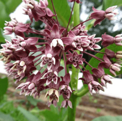 Showy Milkweed Seeds Flower Seeds Territorial Seed Company and Perennials