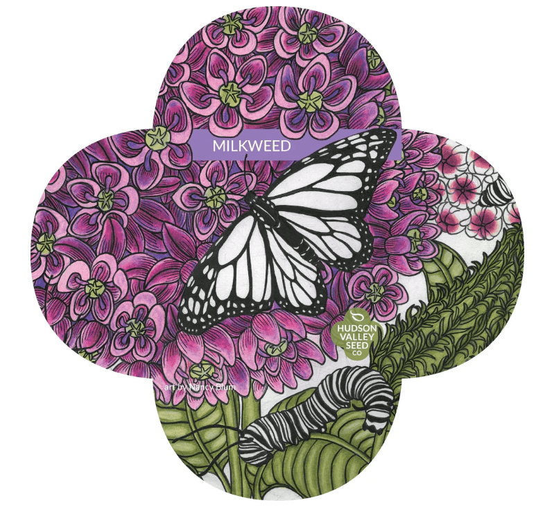 Common Milkweed Seeds for Monarchs Flower Seeds Hudson Valley Seed Company and Perennials