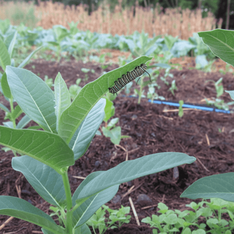 Common Milkweed Seeds for Monarchs Flower Seeds Hudson Valley Seed Company and Perennials