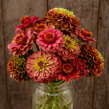Queeny Lime Red Organic Zinnia Seeds Flower Seeds High Mowing Seeds and Perennials