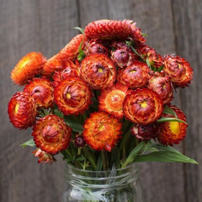 Fireball Organic Strawflower Seeds Flower Seeds High Mowing Seeds and Perennials