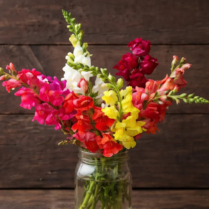 Bertrand's Giant Organic Snapdragon Mix Seeds Flower Seeds High Mowing Seeds and Perennials