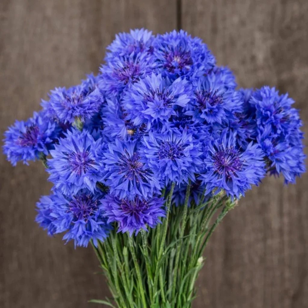 Blue Boy Organic Bachelor Button Seeds Flower Seeds High Mowing Seeds and Perennials