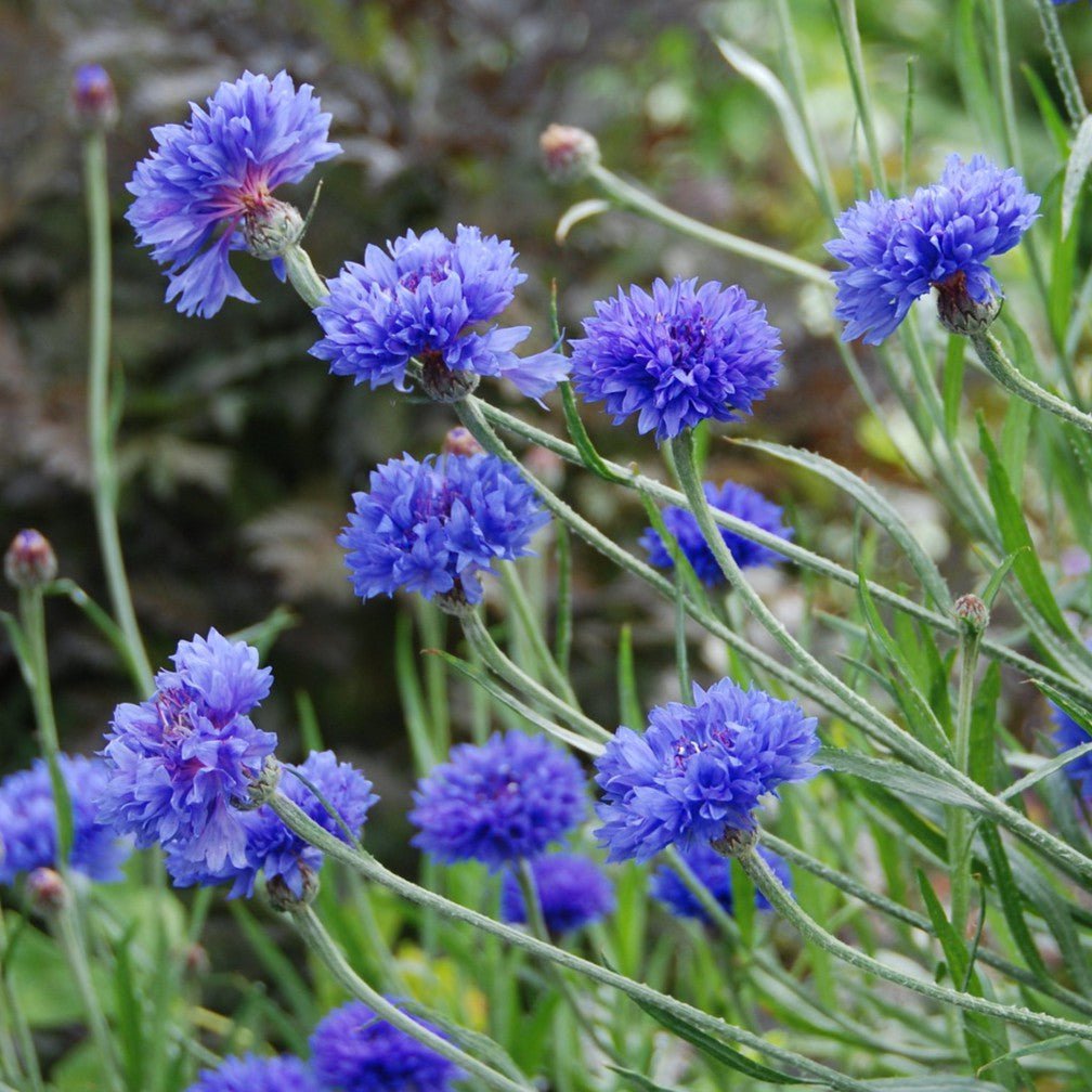 Blue Boy Organic Bachelor Button Seeds Flower Seeds High Mowing Seeds and Perennials