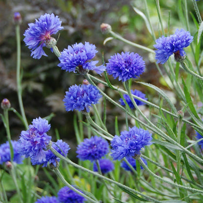 Blue Boy Organic Bachelor Button Seeds Flower Seeds High Mowing Seeds and Perennials
