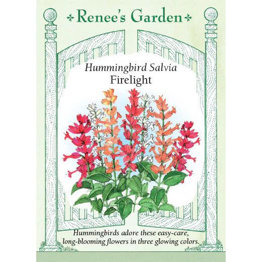 Firelight Hummingbird Salvia Seeds Flower Seeds Renee's Garden and Perennials