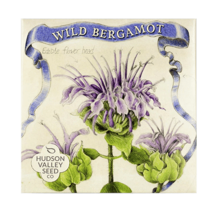 Wild Bergamot Native Flower Seeds Flower Seeds Hudson Valley Seed Company and Perennials