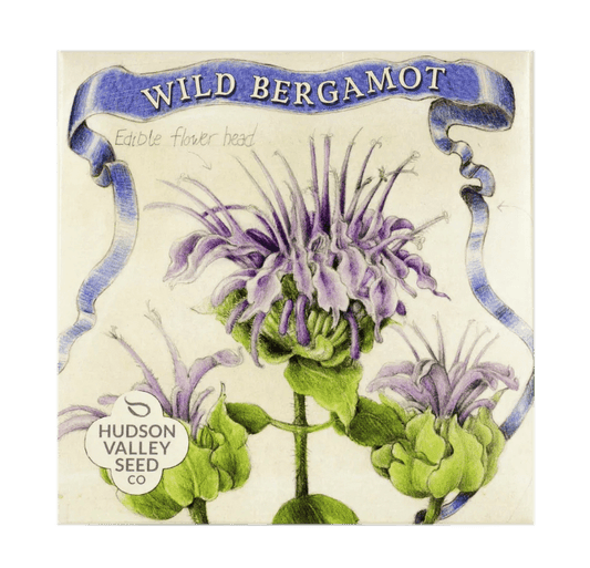 Wild Bergamot Native Flower Seeds Flower Seeds Hudson Valley Seed Company and Perennials
