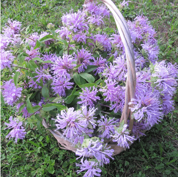 Wild Bergamot Native Flower Seeds Flower Seeds Hudson Valley Seed Company and Perennials
