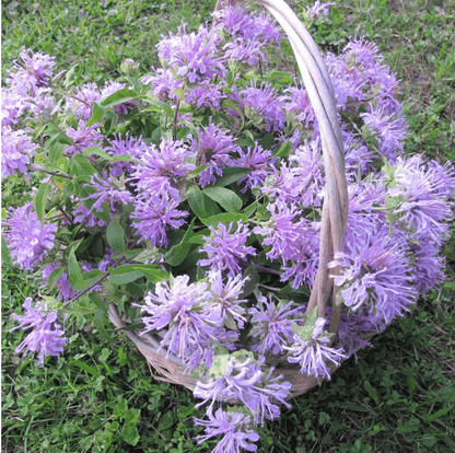 Wild Bergamot Native Flower Seeds Flower Seeds Hudson Valley Seed Company and Perennials