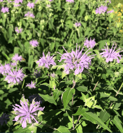 Wild Bergamot Native Flower Seeds Flower Seeds Hudson Valley Seed Company and Perennials