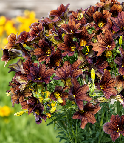 Salpiglossis - Cafe au Lait Annie's Annuals Annie's Annuals and Perennials