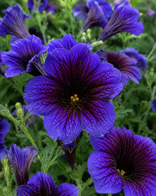 Salpiglossis sinuata 'Kew Blue' | Blue Painted Tongue Flower | Annie's Annuals Annie's Annuals Annie's Annuals and Perennials