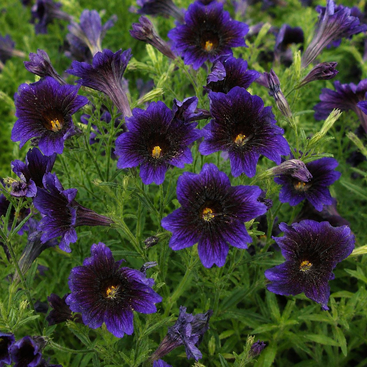 Salpiglossis sinuata 'Kew Blue' | Blue Painted Tongue Flower | Annie's Annuals Annie's Annuals Annie's Annuals and Perennials