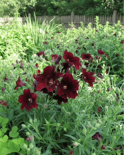 Salpiglossis 'Chocolate Royal' | Painted Tongue Flower | Annie's Annuals Annie's Annuals Annie's Annuals and Perennials