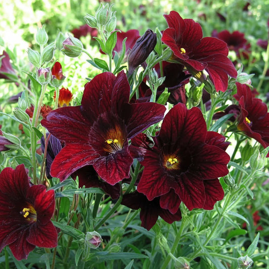 What's New for 2026 – Page 2 – Annie's Annuals & Perennials