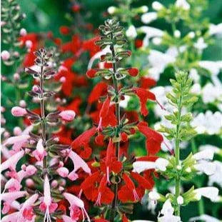 Bee Heaven Container Pollinator Salvia Seeds Flower Seeds Renee's Garden and Perennials