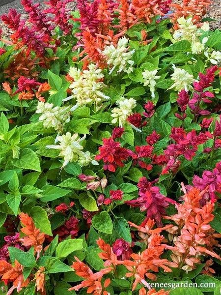 Firelight Hummingbird Salvia Seeds Flower Seeds Renee's Garden and Perennials