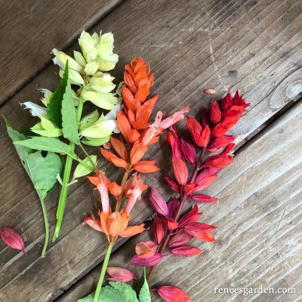 Firelight Hummingbird Salvia Seeds Flower Seeds Renee's Garden and Perennials