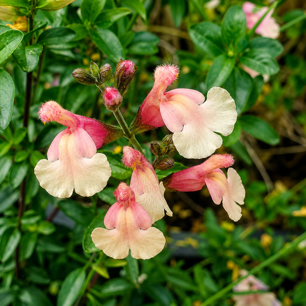 Salvia　計28枚 Salvia x jamensis 'Sierra San Antonio' | Bicolor Sage | Annie's