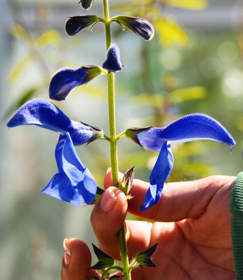 Salvia patens Annie's Annuals Annie's Annuals and Perennials