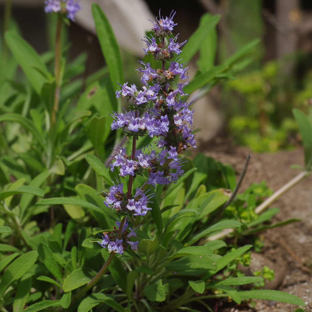 Salvia sonomensis x mellifera - Mrs. Beard Annie's Annuals Annie's Annuals and Perennials