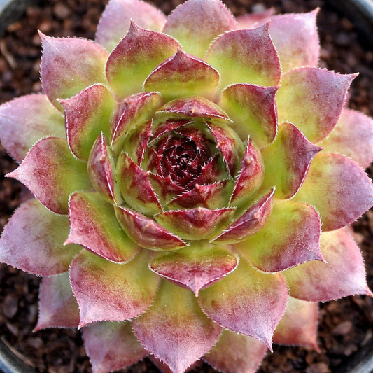Sempervivum Kalinda