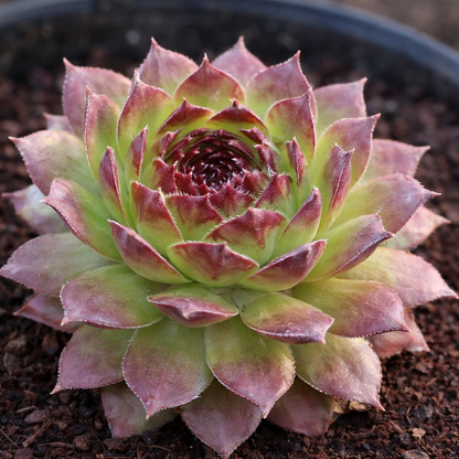 Sempervivum Kalinda Annie's Annuals Annie's Annuals and Perennials
