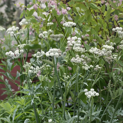 Sphenosciadium capitellatum - Ranger's Buttons Annie's Annuals Annie's Annuals and Perennials