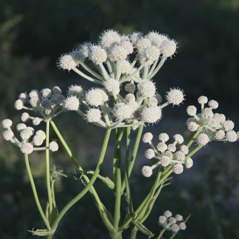 Sphenosciadium capitellatum - Ranger's Buttons Annie's Annuals Annie's Annuals and Perennials