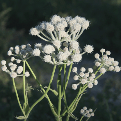 Sphenosciadium capitellatum - Ranger's Buttons Annie's Annuals Annie's Annuals and Perennials