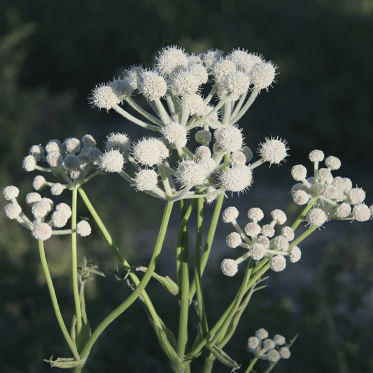 Sphenosciadium capitellatum - Ranger's Buttons Annie's Annuals Annie's Annuals and Perennials