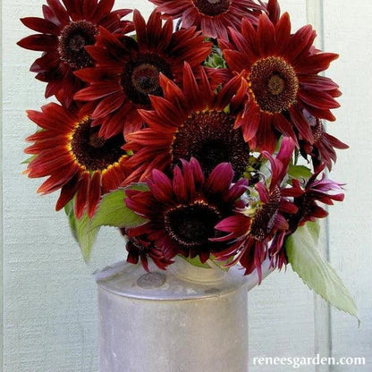 Cinnamon Sun Ornamental Sunflower Seeds Flower Seeds Renee's Garden and Perennials