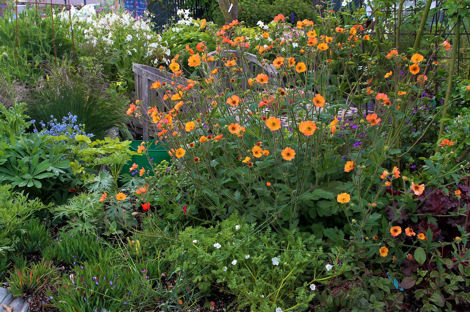 Geum coccineum - Totally Tangerine Annie's Annuals Annie's Annuals and Perennials