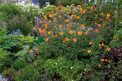 Geum coccineum - Totally Tangerine Annie's Annuals Annie's Annuals and Perennials