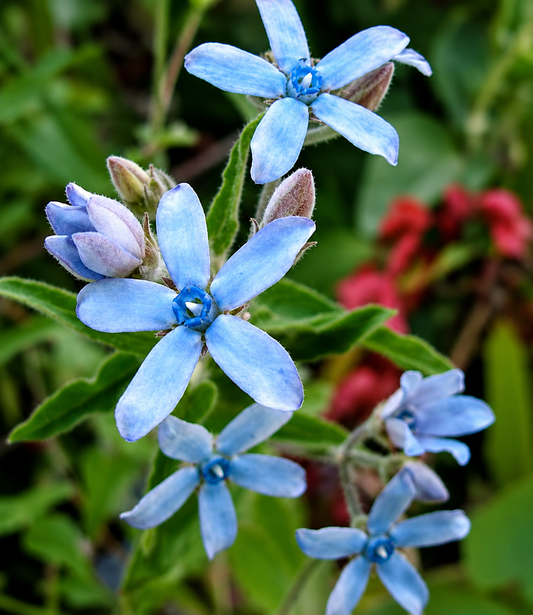 Tweedia caerulea - Heaven Born Annie's Annuals Annie's Annuals and Perennials