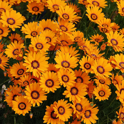 Ursinia anthemoides - Solar Fire Annie's Annuals Annie's Annuals and Perennials