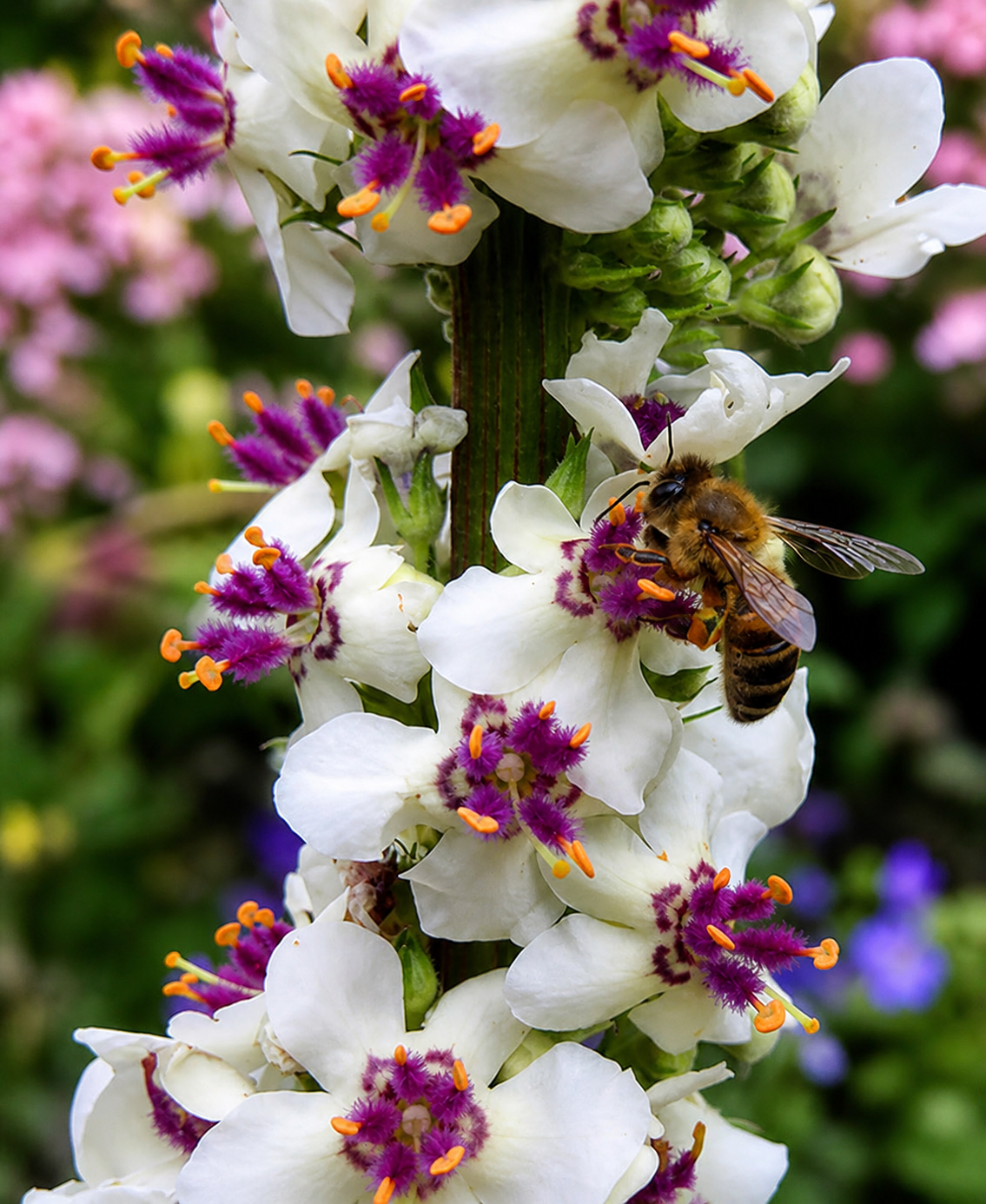 Verbascum Chaixii - Wedding Candles Annie's Annuals Annie's Annuals and Perennials