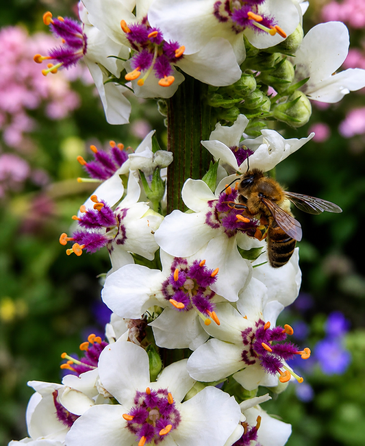 Verbascum Chaixii - Wedding Candles Annie's Annuals Annie's Annuals and Perennials
