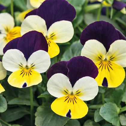 Viola Admire - Lemon Purple Wing Annie's Annuals Annie's Annuals and Perennials